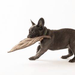 Jouet pour chien MIMMO Magnolia 2.8